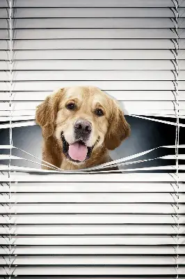 Estores de rolo interiores blackout Cão Dourado