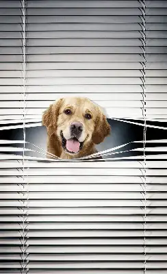 Estores de rolo interiores blackout Cão Dourado