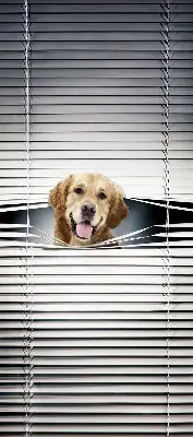 Estores de rolo interiores blackout Cão Dourado