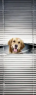 Estores de rolo interiores blackout Cão Dourado