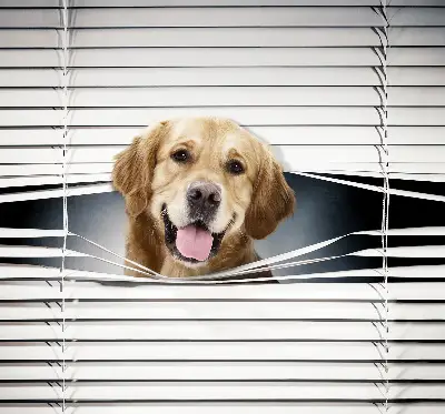 Estores de rolo interiores blackout Cão Dourado