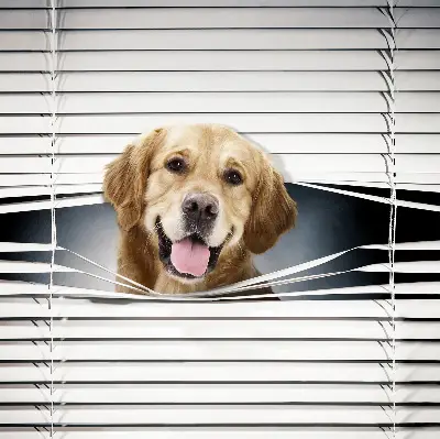 Estores de rolo interiores blackout Cão Dourado