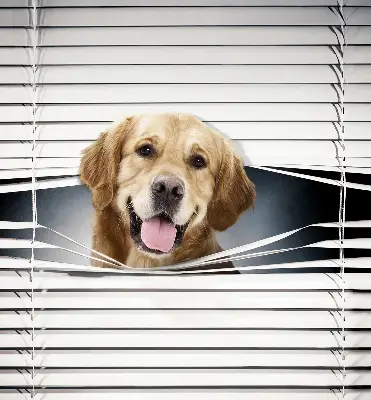 Estores de rolo interiores blackout Cão Dourado