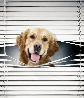 Estores de rolo interiores blackout Cão Dourado