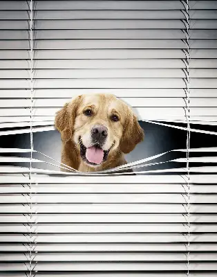 Estores de rolo interiores blackout Cão Dourado