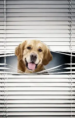 Estores de rolo interiores blackout Cão Dourado