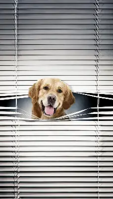Estores de rolo interiores blackout Cão Dourado