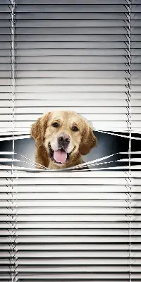 Estores de rolo interiores blackout Cão Dourado