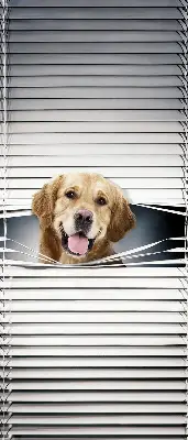Estores de rolo interiores blackout Cão Dourado