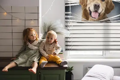 Estores de rolo interiores blackout Cão Dourado