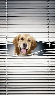 Estores de rolo interiores blackout Cão Dourado