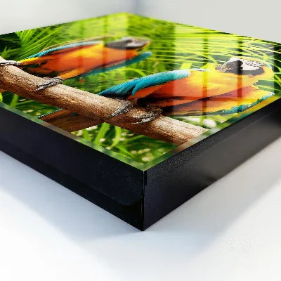 Caixa de chaves Pássaros tropicais