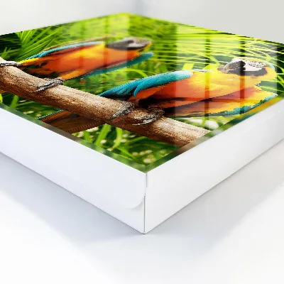 Caixa de chaves Pássaros tropicais