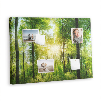 Quadro de aviso de cortiça Árvores da floresta natural