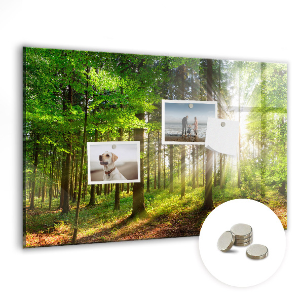 Quadro magnético decorativo Nascer do sol na floresta