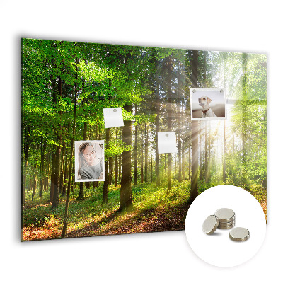 Quadro magnético decorativo Nascer do sol na floresta