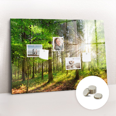 Quadro magnético decorativo Nascer do sol na floresta