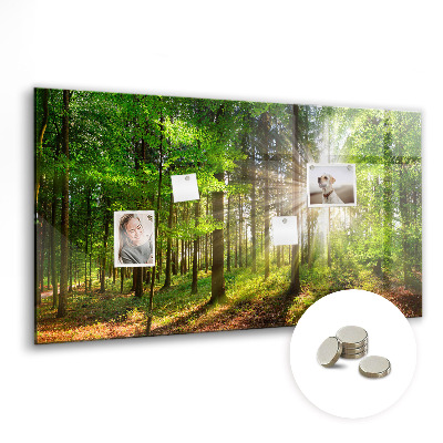 Quadro magnético decorativo Nascer do sol na floresta