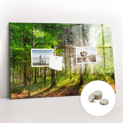 Quadro magnético decorativo Nascer do sol na floresta