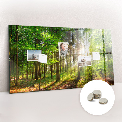 Quadro magnético decorativo Nascer do sol na floresta