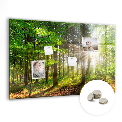 Quadro magnético decorativo Nascer do sol na floresta