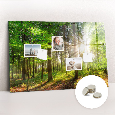 Quadro magnético decorativo Nascer do sol na floresta