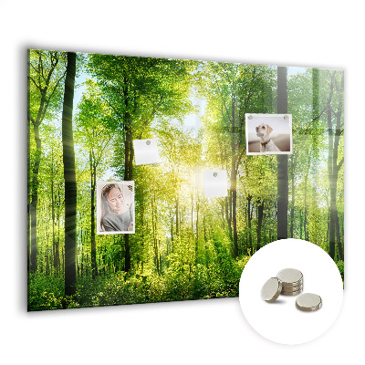 Quadro magnético decorativo Árvores da floresta natural