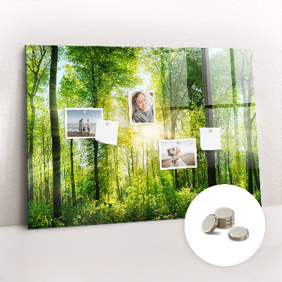 Quadro magnético decorativo Árvores da floresta natural