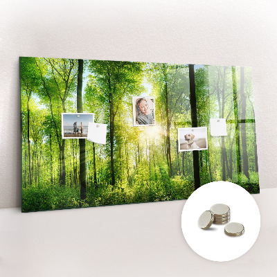 Quadro magnético decorativo Árvores da floresta natural