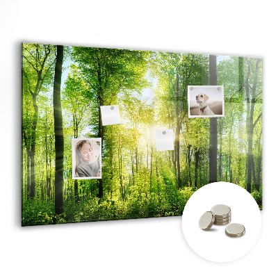 Quadro magnético decorativo Árvores da floresta natural