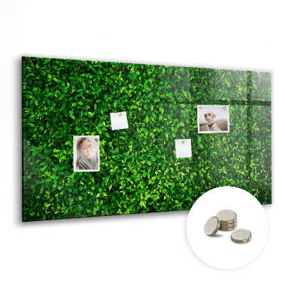 Quadro magnético de parede Folhas de sebe