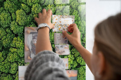 Quadro magnético Árvores da floresta natureza