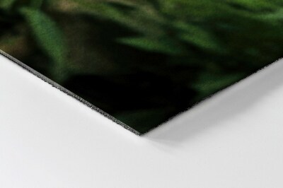 Tapete de entrada Selva do Tigre