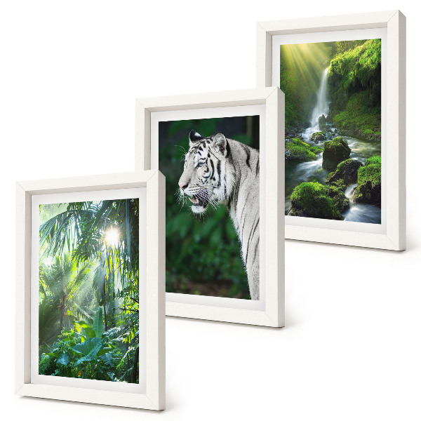 Conjunto de 3 quadros decorativos Selva com um tigre branco e uma cachoeira selvagem