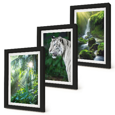 Conjunto de 3 quadros decorativos Selva com um tigre branco e uma cachoeira selvagem