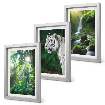 Conjunto de 3 quadros decorativos Selva com um tigre branco e uma cachoeira selvagem