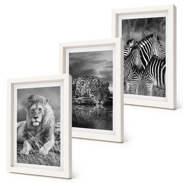Conjunto de 3 quadros decorativos Animais selvagens da savana: leão, onça-pintada e zebra.