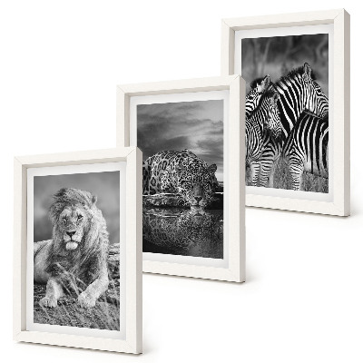 Conjunto de 3 quadros decorativos Animais selvagens da savana: leão, onça-pintada e zebra.