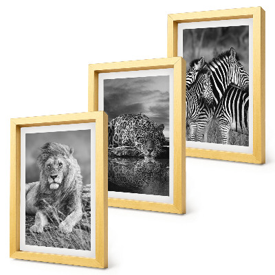 Conjunto de 3 quadros decorativos Animais selvagens da savana: leão, onça-pintada e zebra.