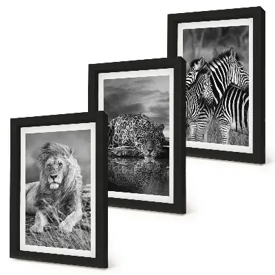 Conjunto de 3 quadros decorativos animais selvagens da savana com leão, onça-pintada e zebra