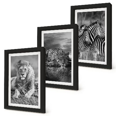Conjunto de 3 quadros decorativos Animais selvagens da savana: leão, onça-pintada e zebra.