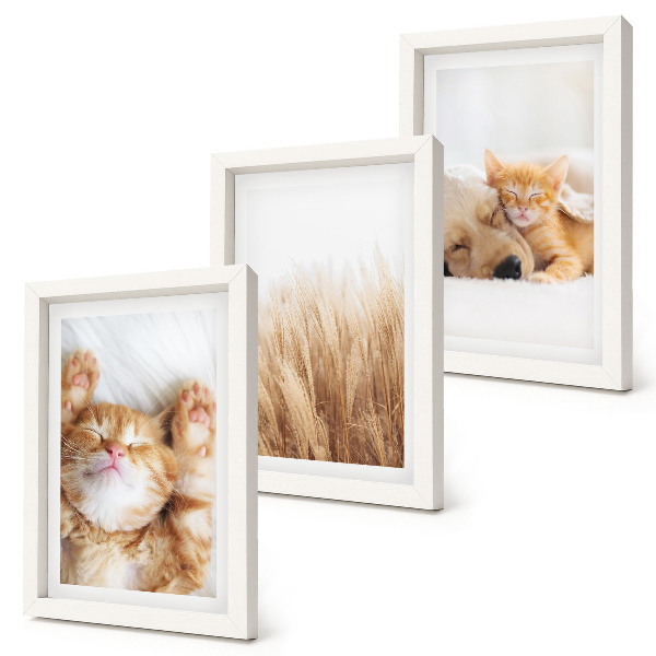 Conjunto de molduras com imagens Animais fofos, gatos, cachorros, grama delicada, estilo boho.