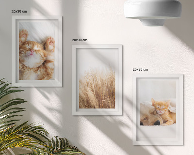 Conjunto de molduras com imagens Animais fofos, gatos, cachorros, grama delicada, estilo boho.
