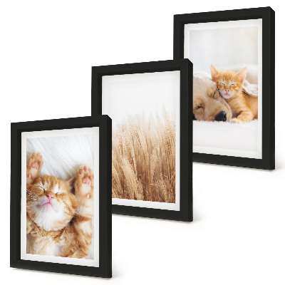 Conjunto de molduras com imagens Animais fofos, gatos, cachorros, grama delicada, estilo boho.