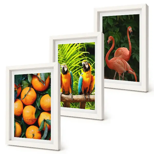 Conjunto de quadros com imagens toques frutados com papagaios e flamingos tropicais