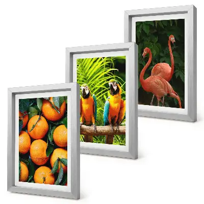 Conjunto de quadros com imagens toques frutados com papagaios e flamingos tropicais