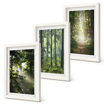 Conjunto de molduras com imagens Florestas verdes com raios de luz e uma trilha na mata.