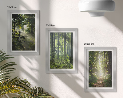 Conjunto de molduras com imagens Florestas verdes com raios de luz e uma trilha na mata.
