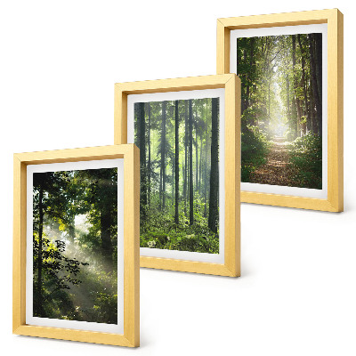 Conjunto de molduras com imagens Florestas verdes com raios de luz e uma trilha na mata.