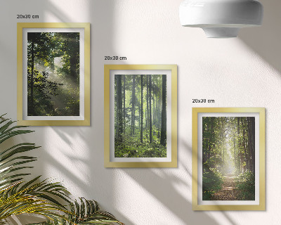 Conjunto de molduras com imagens Florestas verdes com raios de luz e uma trilha na mata.